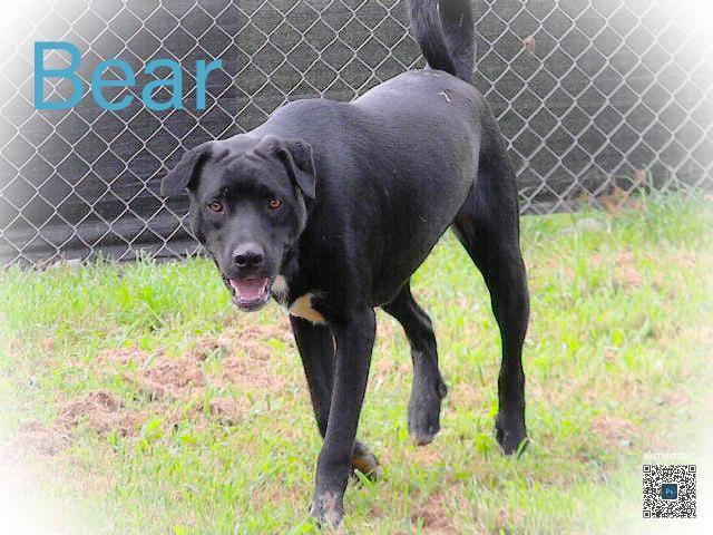 Bear