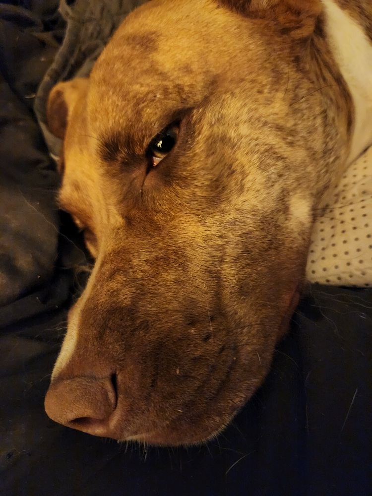 Bella