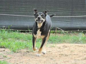 Cole, Young Male German Shepherd Dog