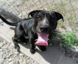 Beau, Adult Male Labrador Retriever