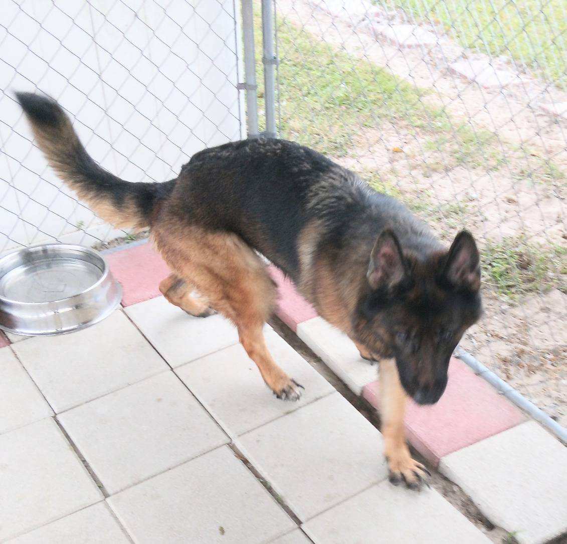 Xena, an adoptable Pumi in Crescent City, FL, 32112 | Photo Image 3