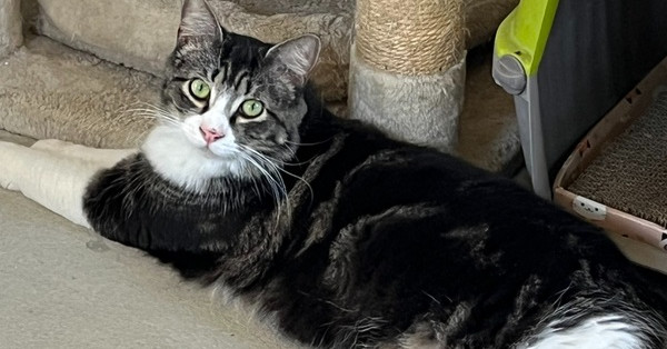 Taz
