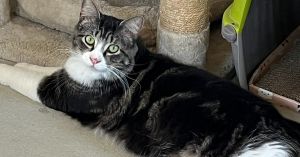 Taz, Young Female Domestic Long Hair