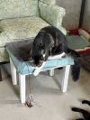 Taz photo 2
