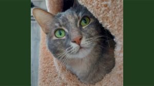Misty, Adult Female Domestic Short Hair