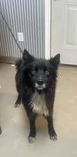 Wyatt, an adoptable Spitz, Mixed Breed in Owenton, KY, 40359 | Photo Image 1