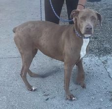 Mystique, an adoptable Weimaraner, Doberman Pinscher in Owenton, KY, 40359 | Photo Image 1