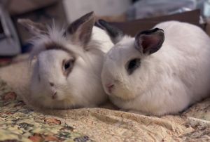 Buttercup, Adult Male Hotot