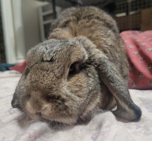 Gigi, Adult Female Mini Lop