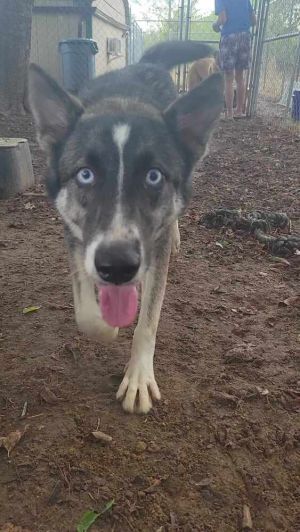 Cosette, Young Female Siberian Husky