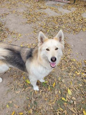 Ruthie, Adult Female German Shepherd Dog