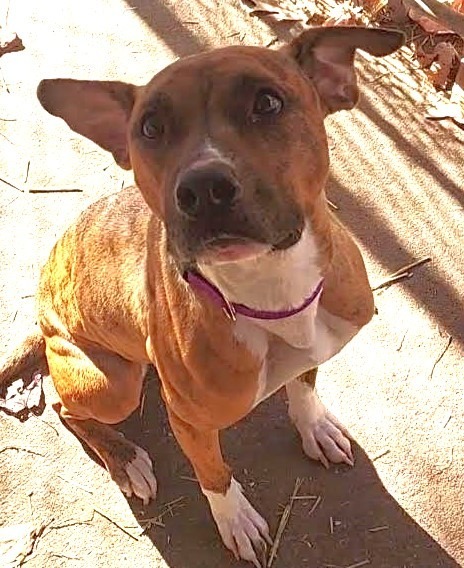 Meeka