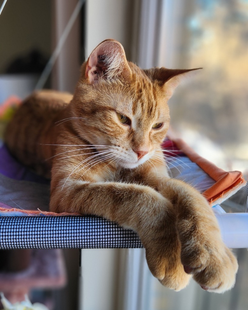 Gojo, an adoptable Domestic Short Hair in Calgary, AB, T3S 0C5 | Photo Image 2