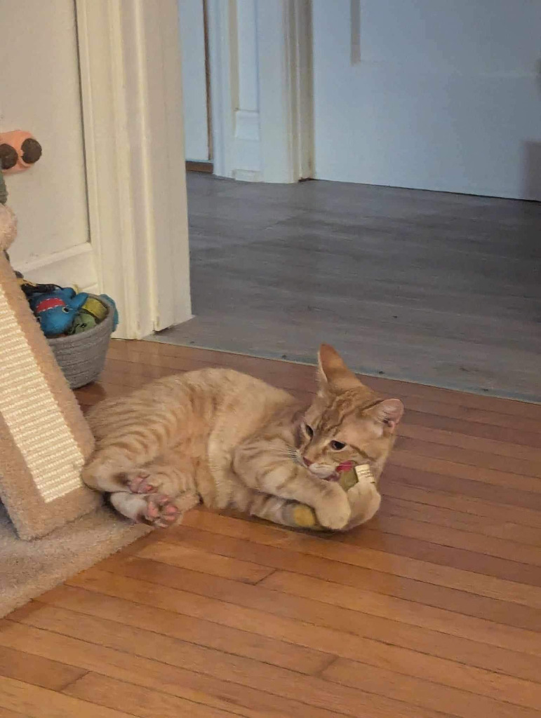 Gojo, an adoptable Domestic Short Hair in Calgary, AB, T3S 0C5 | Photo Image 4