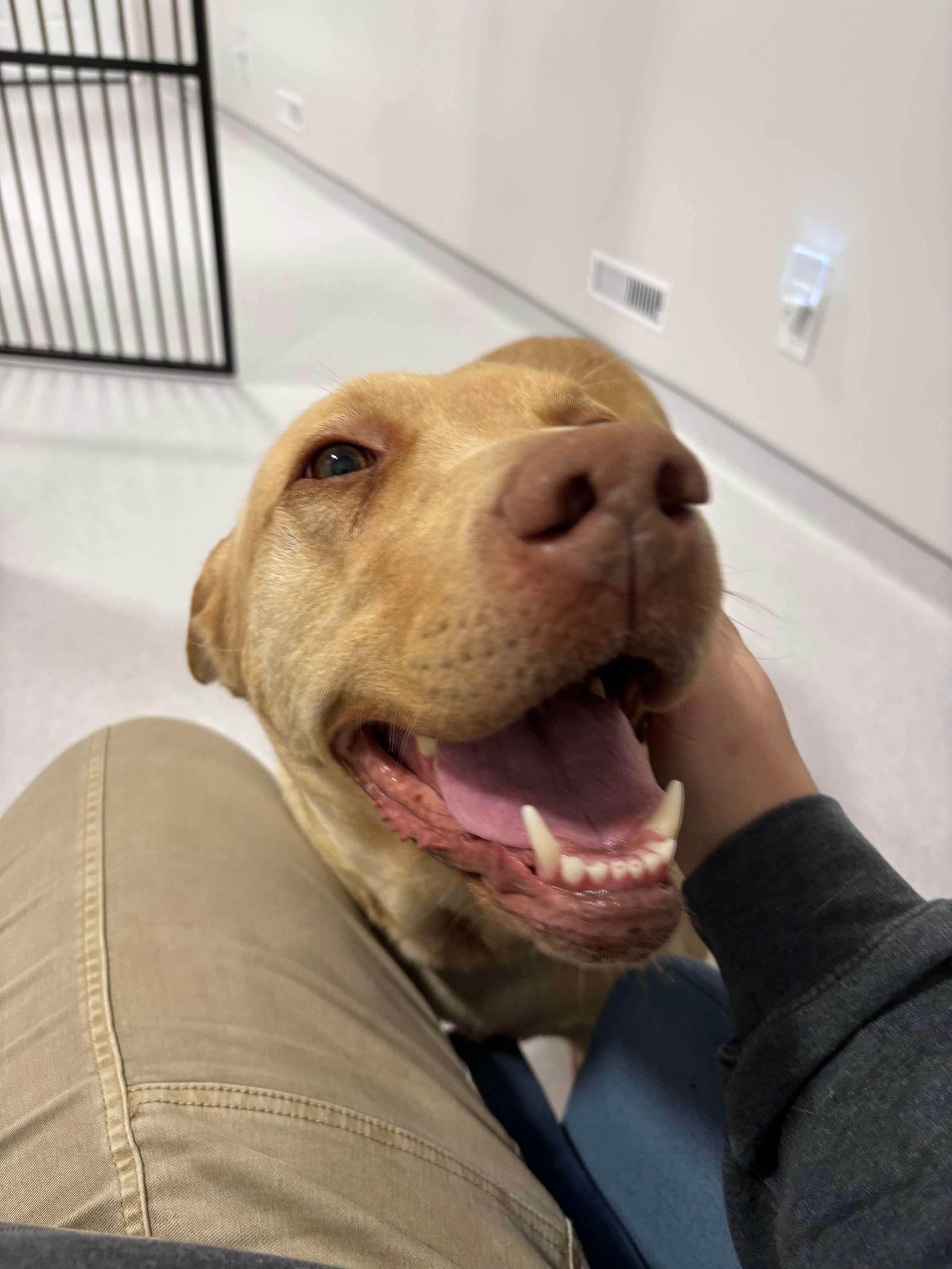 Marcie, an adoptable Labrador Retriever in Steinbach, MB, R5G 2B2 | Photo Image 6