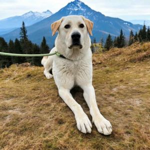 Nugget, Adult Male Terrier