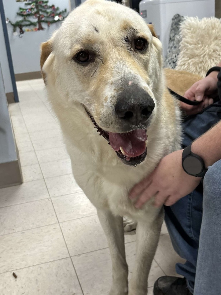 Nugget, an adoptable Akbash in New Manchester, WV, 26056 | Photo Image 2