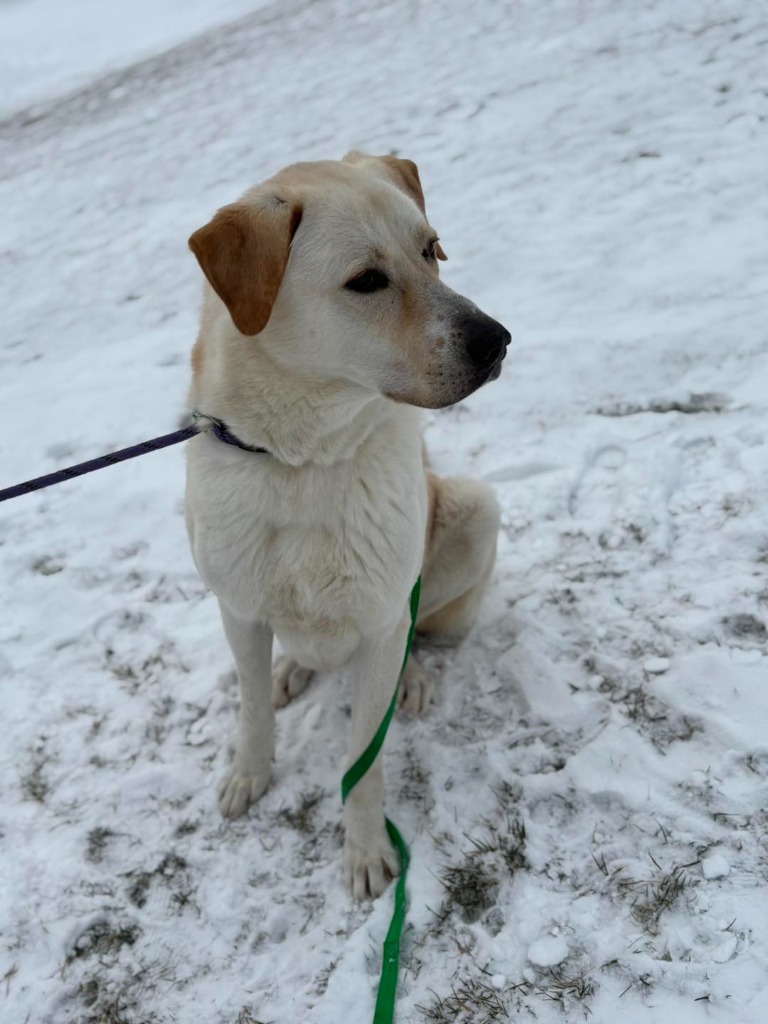 Nugget, an adoptable Akbash in New Manchester, WV, 26056 | Photo Image 3