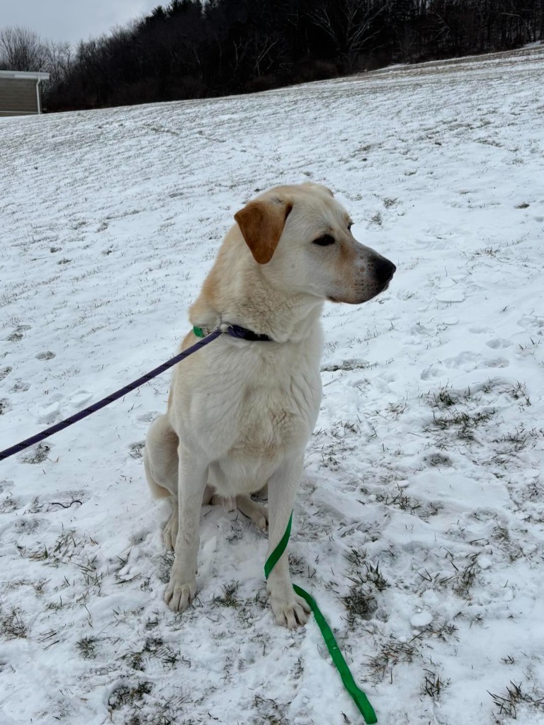 Nugget, an adoptable Akbash in New Manchester, WV, 26056 | Photo Image 4