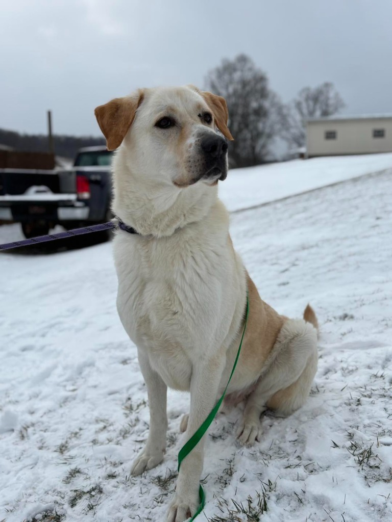 Nugget, an adoptable Akbash in New Manchester, WV, 26056 | Photo Image 5