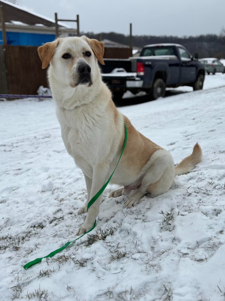 Nugget, an adoptable Akbash in New Manchester, WV, 26056 | Photo Image 6