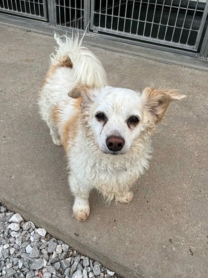 Tiny, an adoptable Pomeranian, Mixed Breed in Neosho, MO, 64850 | Photo Image 1