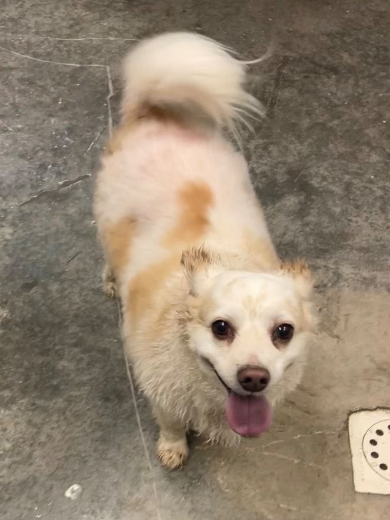 Tiny, an adoptable Pomeranian, Mixed Breed in Neosho, MO, 64850 | Photo Image 2