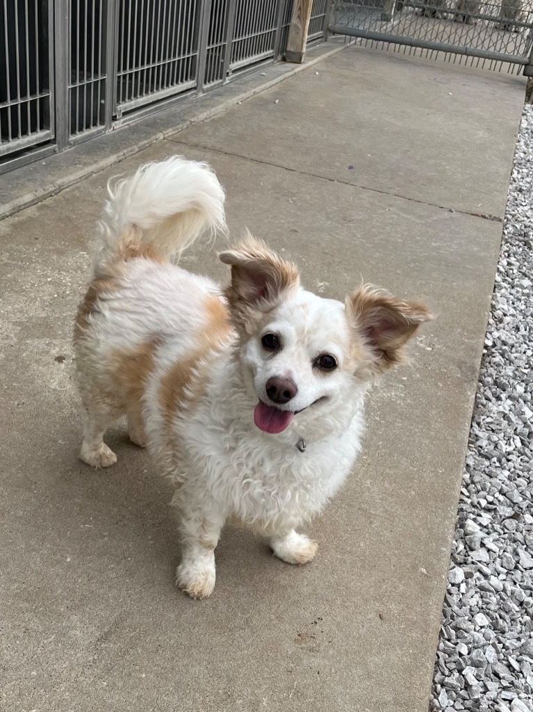 Tiny, an adoptable Pomeranian, Mixed Breed in Neosho, MO, 64850 | Photo Image 3