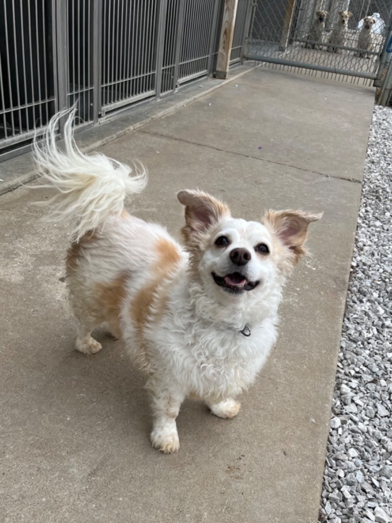 Tiny, an adoptable Pomeranian, Mixed Breed in Neosho, MO, 64850 | Photo Image 4