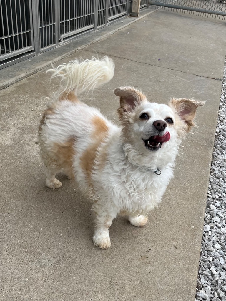 Tiny, an adoptable Pomeranian, Mixed Breed in Neosho, MO, 64850 | Photo Image 5