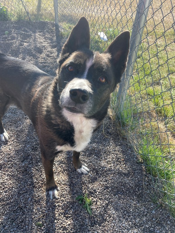Bear, an adoptable Mixed Breed in Great Falls, MT, 59405 | Photo Image 1