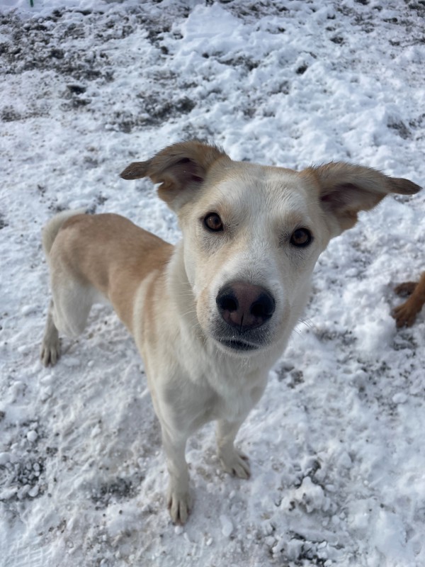 Toffee, an adoptable Mixed Breed in Great Falls, MT, 59405 | Photo Image 1