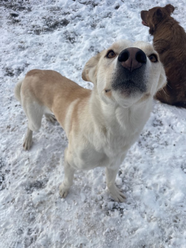 Toffee, an adoptable Mixed Breed in Great Falls, MT, 59405 | Photo Image 2