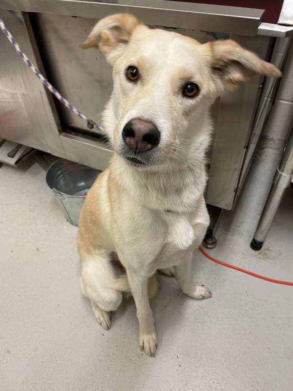 Toffee, an adoptable Mixed Breed in Great Falls, MT, 59405 | Photo Image 3