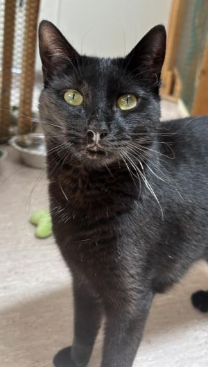 Dusky, Young Male Domestic Short Hair