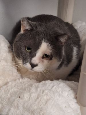 Two Face, Adult Male Domestic Short Hair