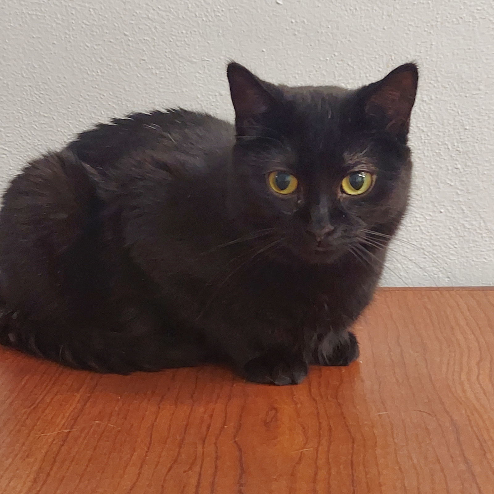 Nyx, an adoptable Domestic Short Hair in Montello, WI, 53949 | Photo Image 1