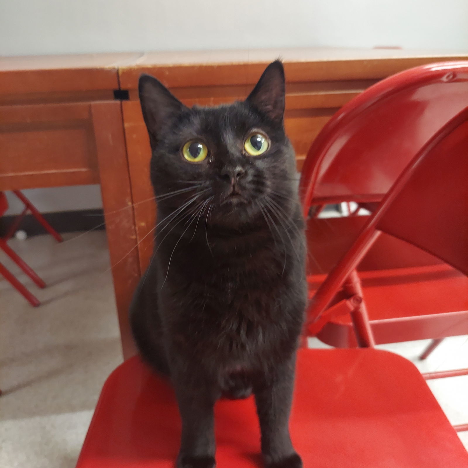 Nyx, an adoptable Domestic Short Hair in Montello, WI, 53949 | Photo Image 2