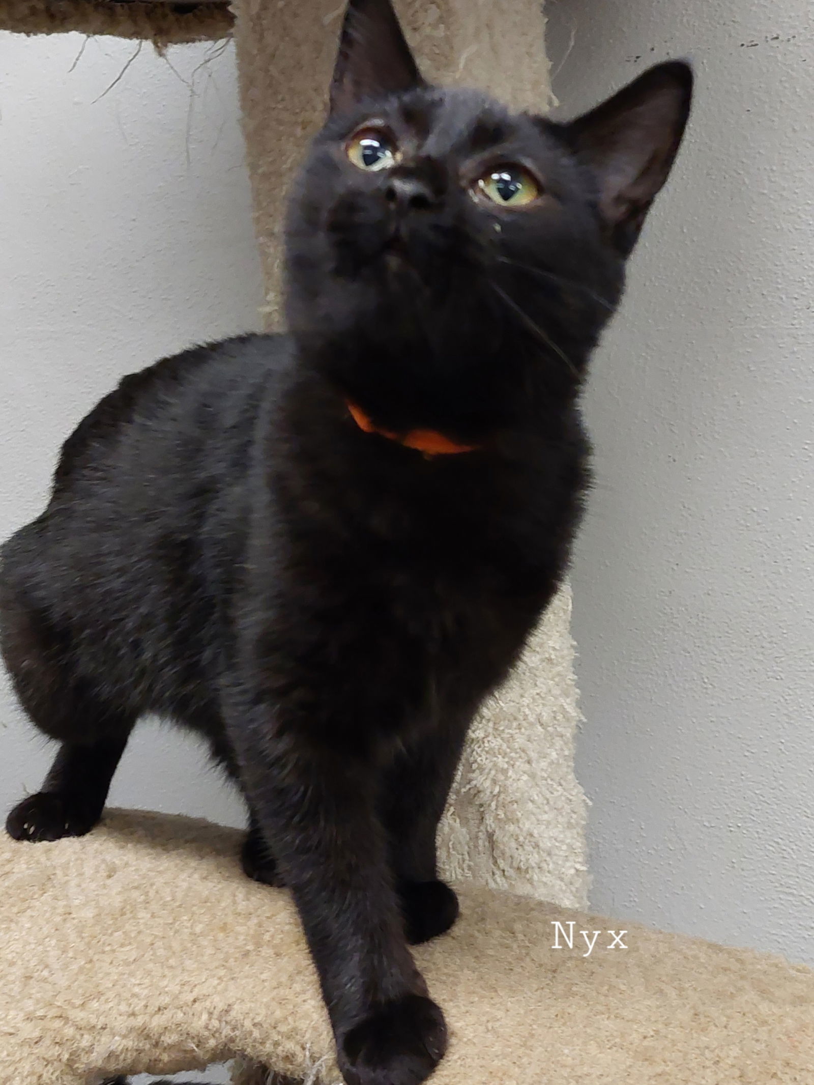Nyx, an adoptable Domestic Short Hair in Montello, WI, 53949 | Photo Image 3