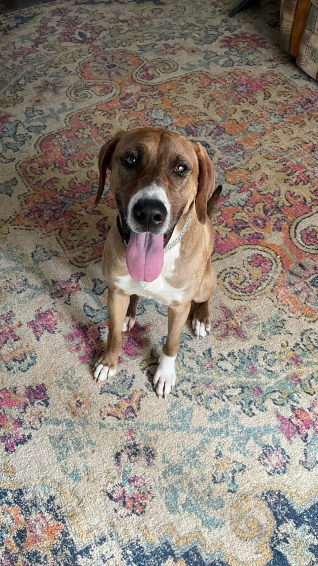 Pattie, an adoptable Bloodhound, Siberian Husky in Westminster, MD, 21158 | Photo Image 2