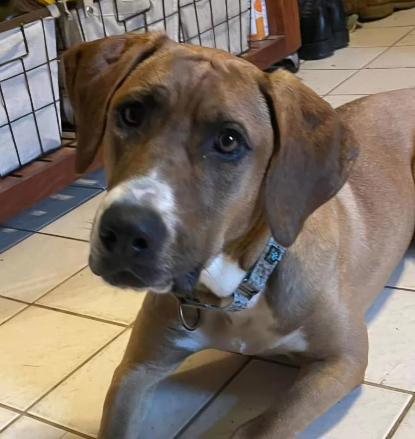 Pattie, an adoptable Bloodhound, Siberian Husky in Westminster, MD, 21158 | Photo Image 3