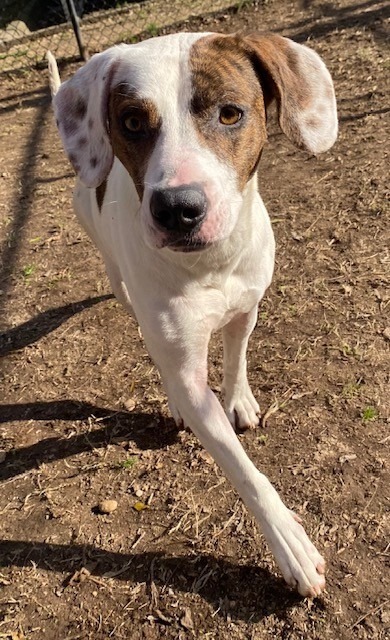 Daisy
