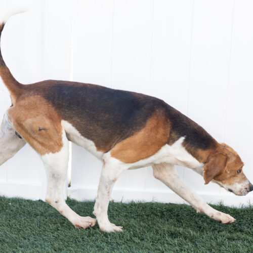 Ryder, an adoptable Hound, Mixed Breed in Jacksonville, NC, 28546 | Photo Image 2