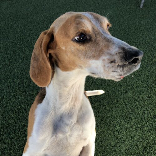 Ryder, an adoptable Hound, Mixed Breed in Jacksonville, NC, 28546 | Photo Image 3