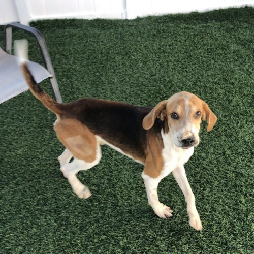 Ryder, an adoptable Hound, Mixed Breed in Jacksonville, NC, 28546 | Photo Image 4