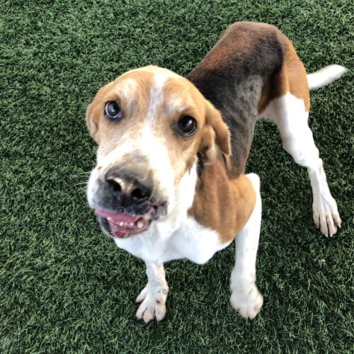 Ryder, an adoptable Hound, Mixed Breed in Jacksonville, NC, 28546 | Photo Image 5