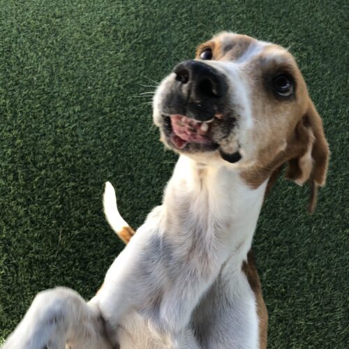 Ryder, an adoptable Hound, Mixed Breed in Jacksonville, NC, 28546 | Photo Image 6