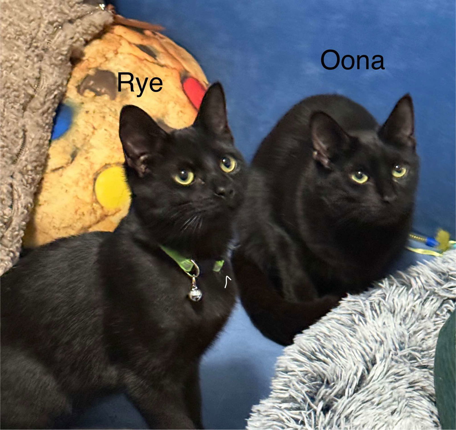 OONA