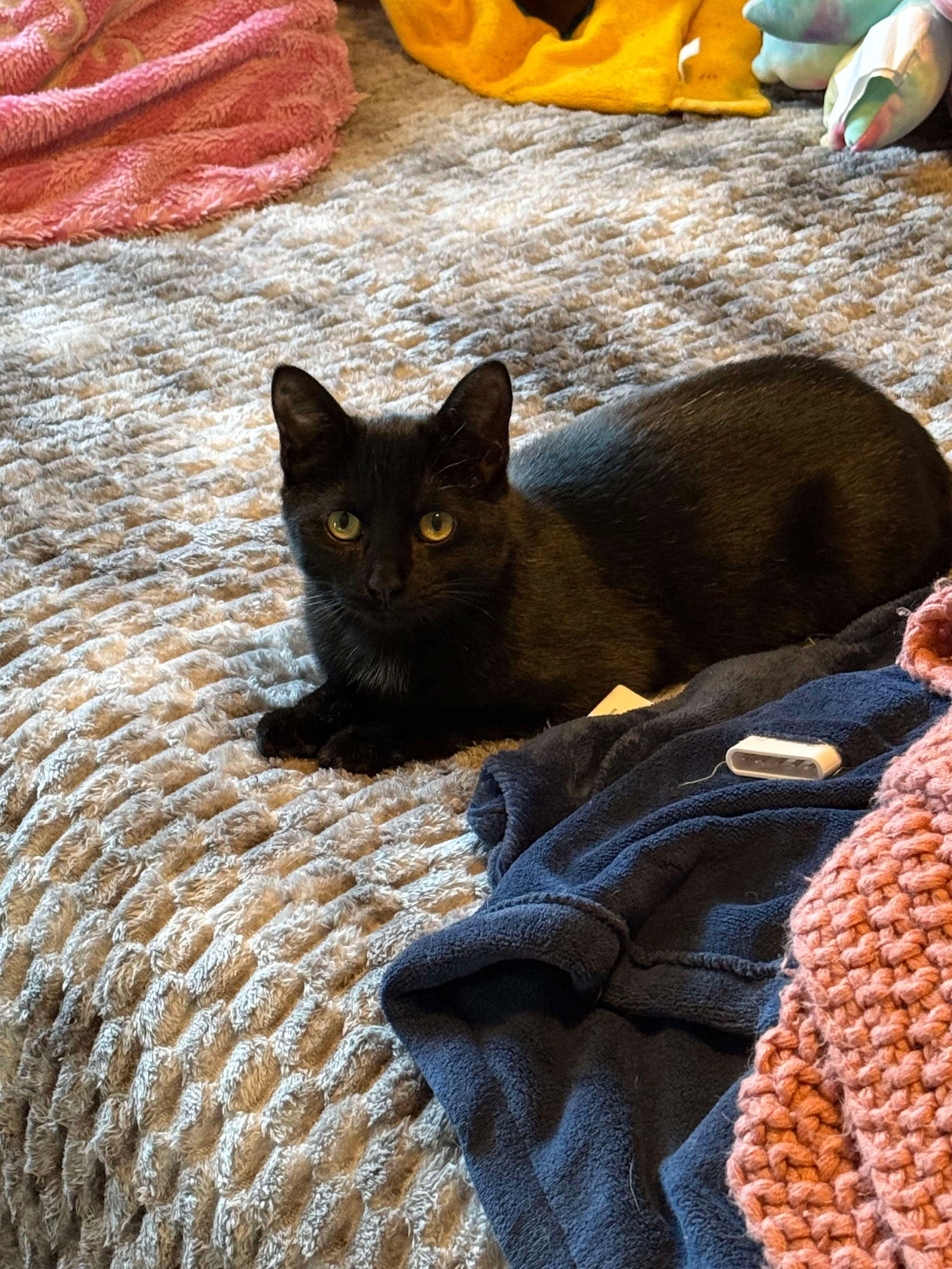WRENLEY