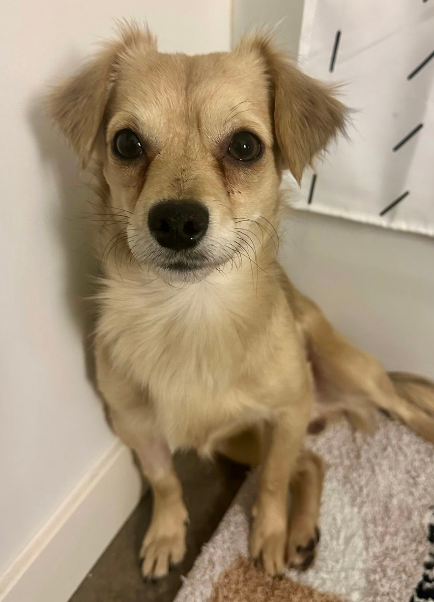 Linus, an adoptable Spaniel, Chihuahua in Bothell, WA, 98021 | Photo Image 1